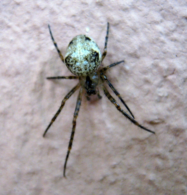 Metellina merianae - Treviso (TV)